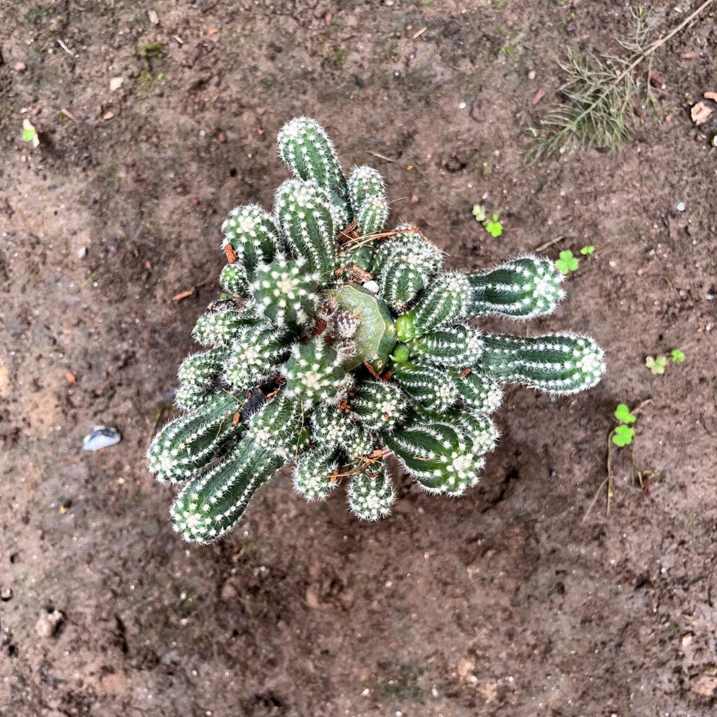 Echinopsis Cucumber Cactus Plant-myBageecha