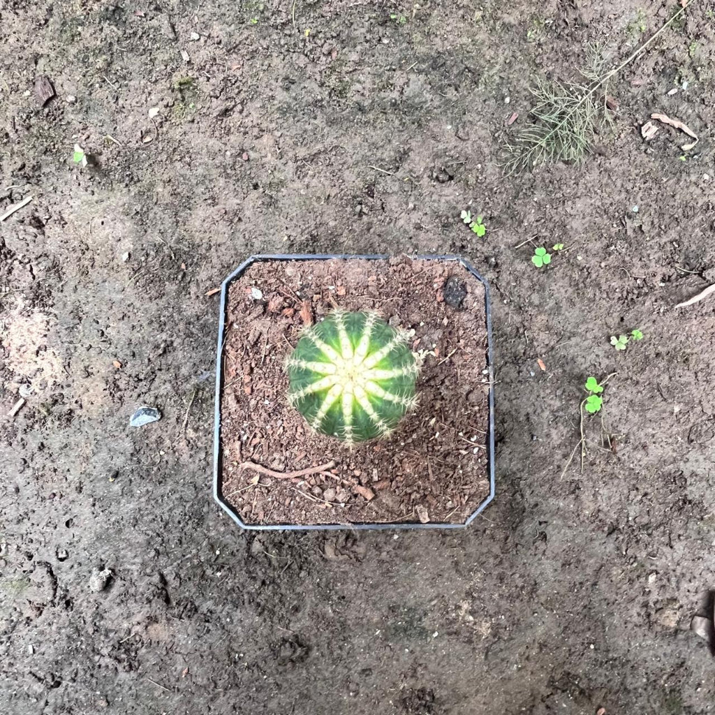 Echinopsis ‘Cupcake’ Cactus Plant-myBageecha