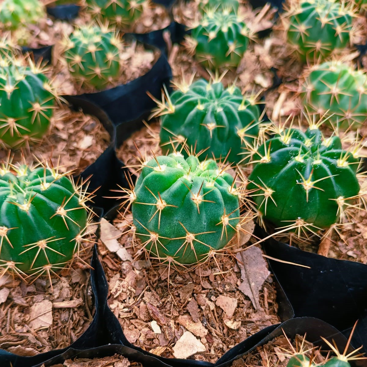 Echinopsis Oxygona Cactus Plant - myBageecha