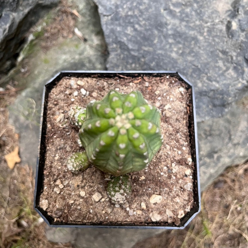 Echinopsis Subdenudata Inermis Cactus Plant - myBageecha
