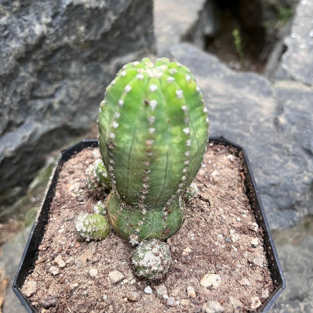 Echinopsis Subdenudata Inermis Cactus Plant - myBageecha