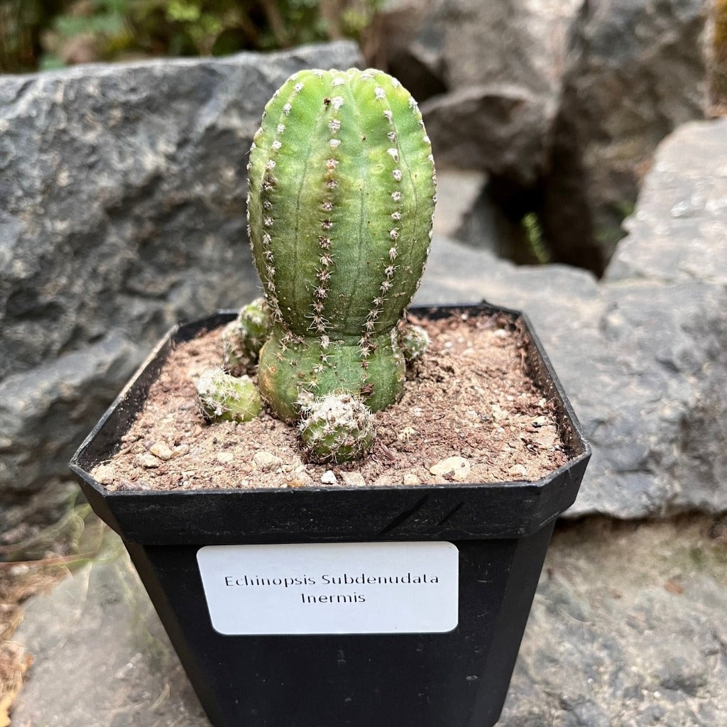 Echinopsis Subdenudata Inermis Cactus Plant - myBageecha