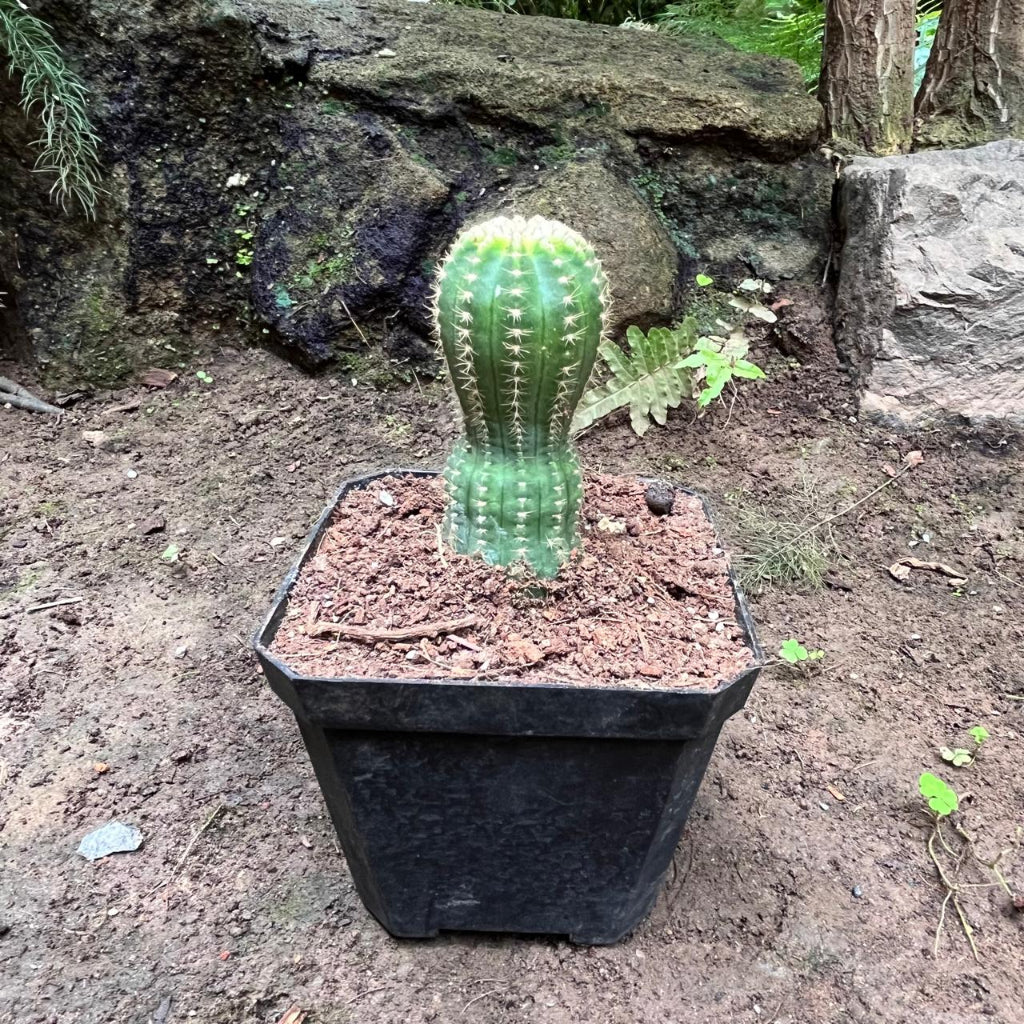 Echinopsis ‘Cupcake’ Cactus Plant-myBageecha