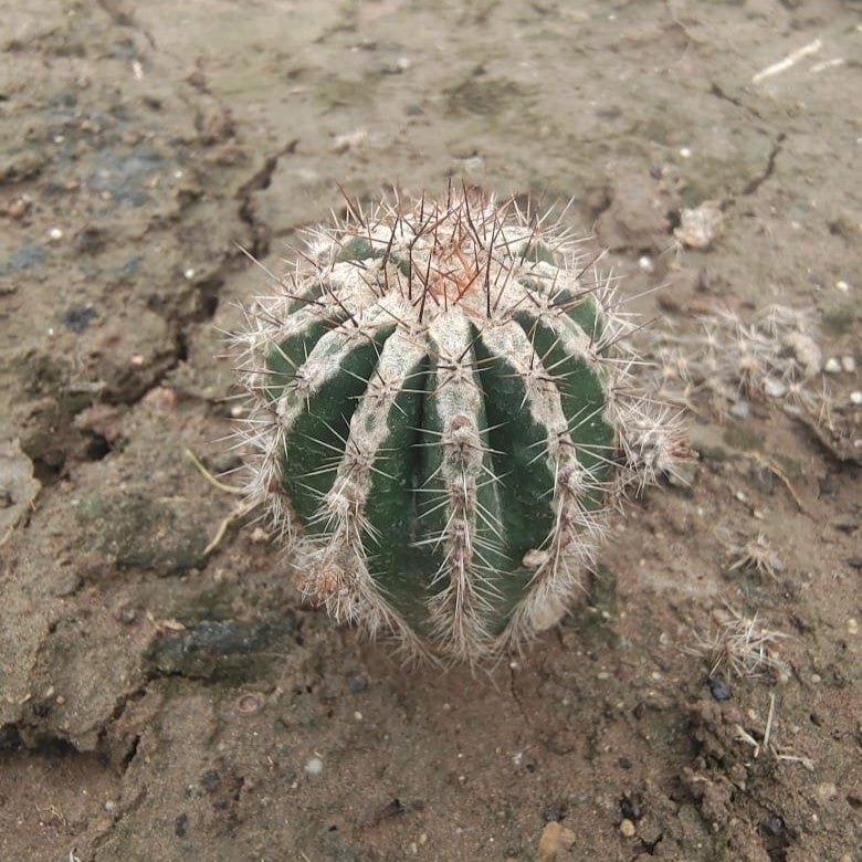 Echinopsis hakujo-myBageecha