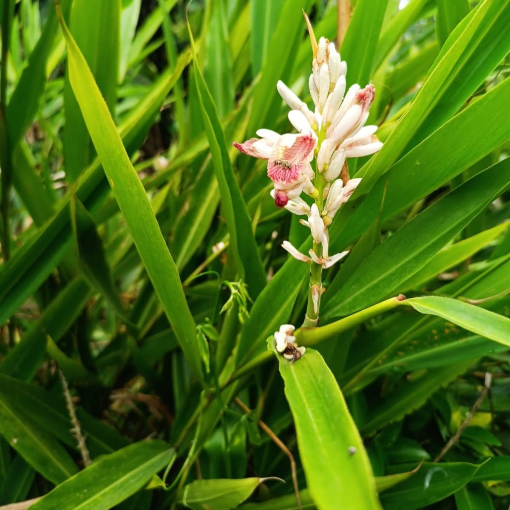 Malabar Cardamom Elaichi Plant - myBageecha