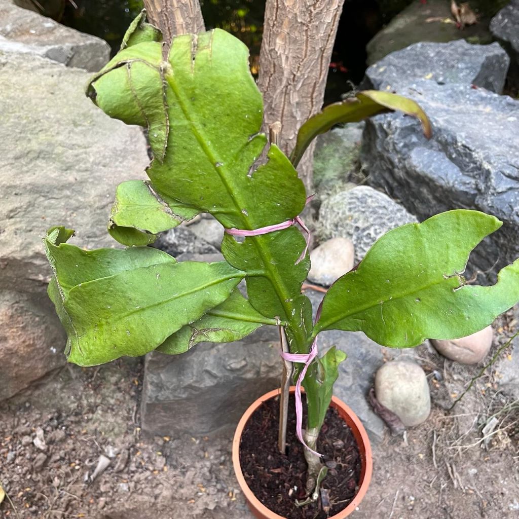 Epiphyllum Pumilum-myBageecha