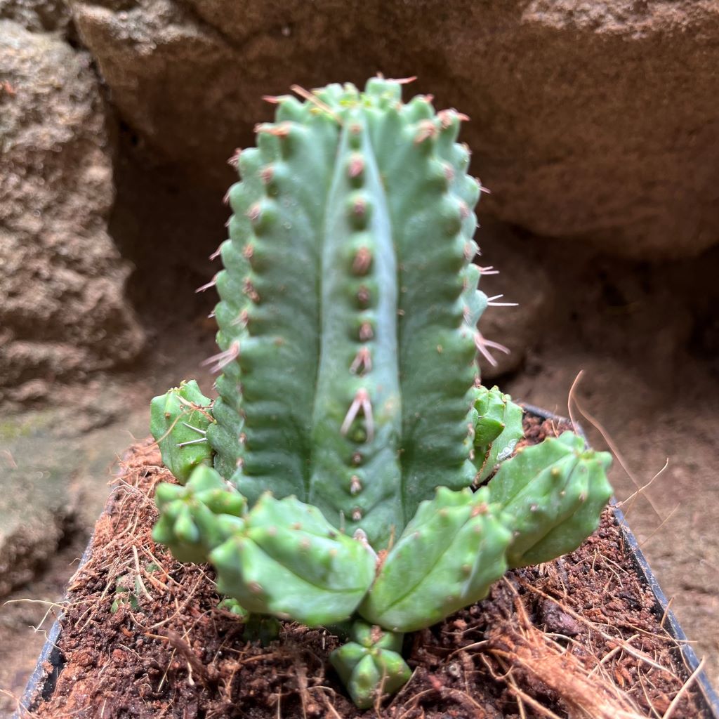 Euphorbia Anoplia Cactus Plant - myBageecha
