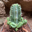 Euphorbia Anoplia Cactus Plant