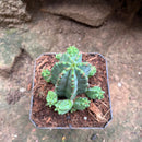 Euphorbia Anoplia Cactus Plant