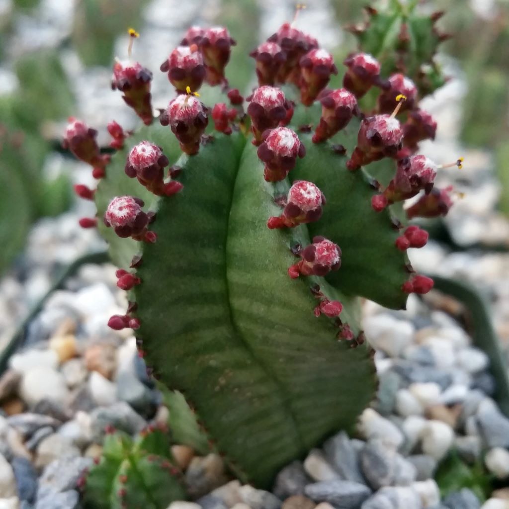 Euphorbia Anoplia Cactus Plant - myBageecha