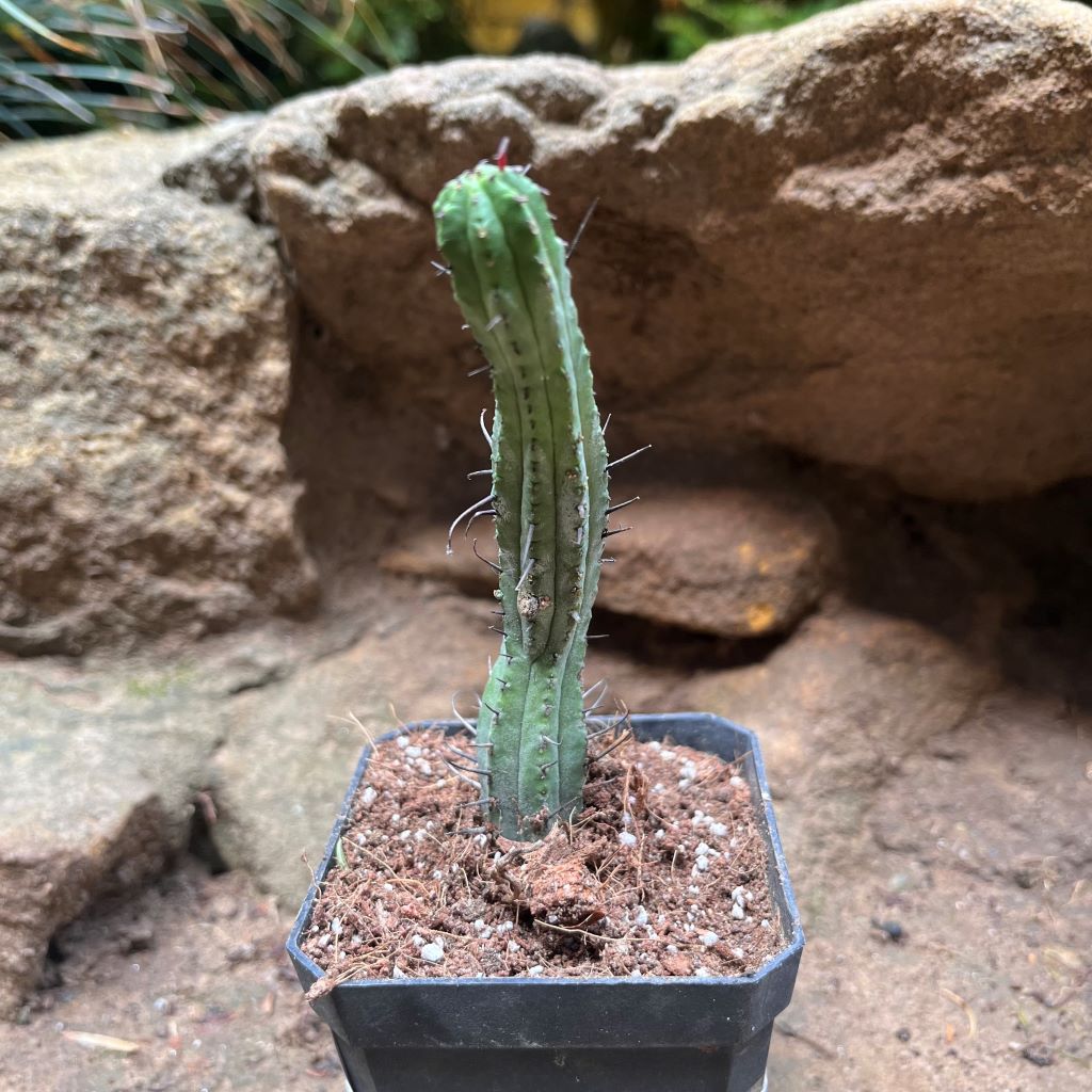 Euphorbia Enopla Cactus Plant - myBageecha