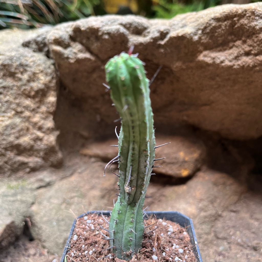 Euphorbia Enopla Cactus Plant - myBageecha