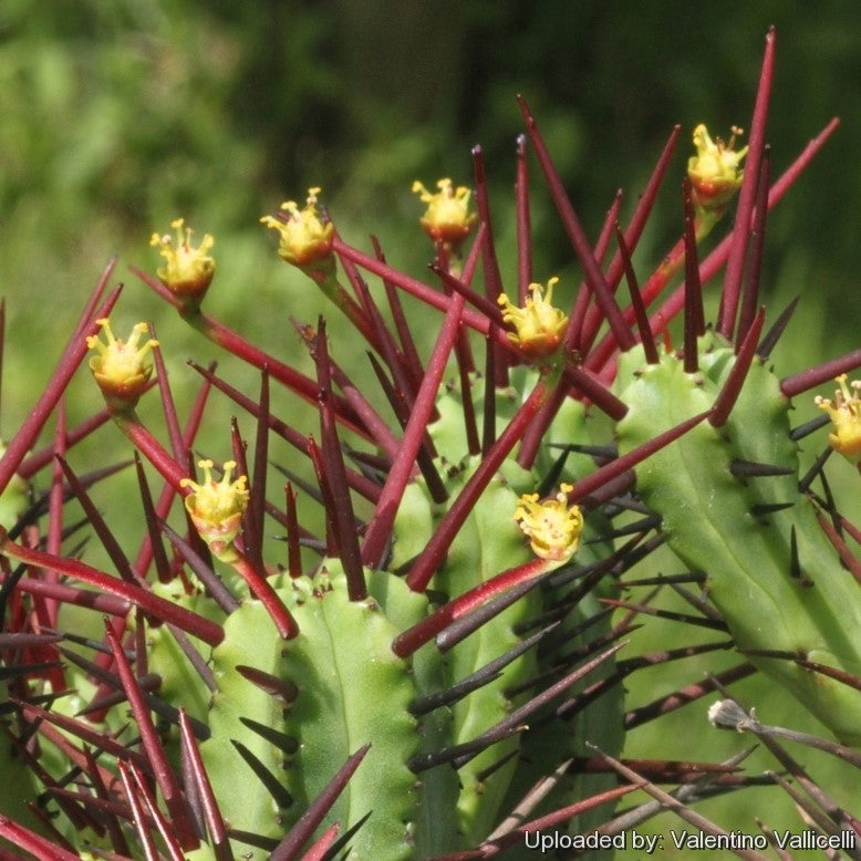 Euphorbia Enopla Cactus Plant - myBageecha