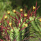 Euphorbia Enopla Cactus Plant