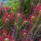Euphorbia Enopla Cactus Plant
