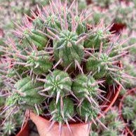 Euphorbia Ferox-myBageecha