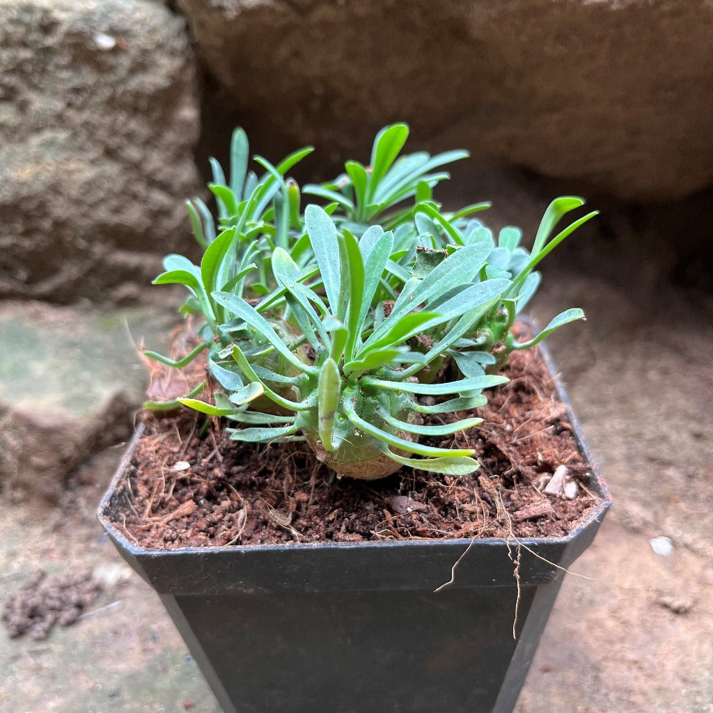 Euphorbia Japonica Cactus Plant - myBageecha