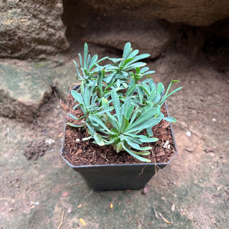 Euphorbia Japonica Cactus Plant