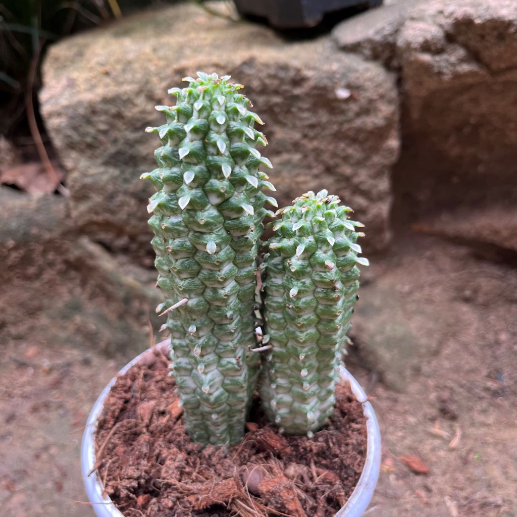 Indian Corn Cob Cactus Plant - myBageecha
