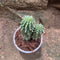 Indian Corn Cob Cactus Plant