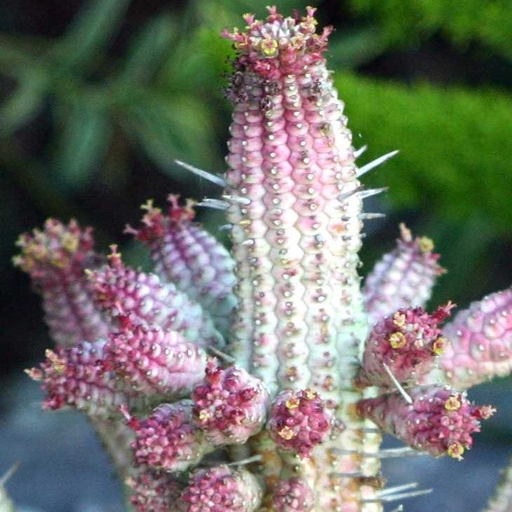 Euphorbia Mammillaria Variegated Spark Cactus Plant - myBageecha