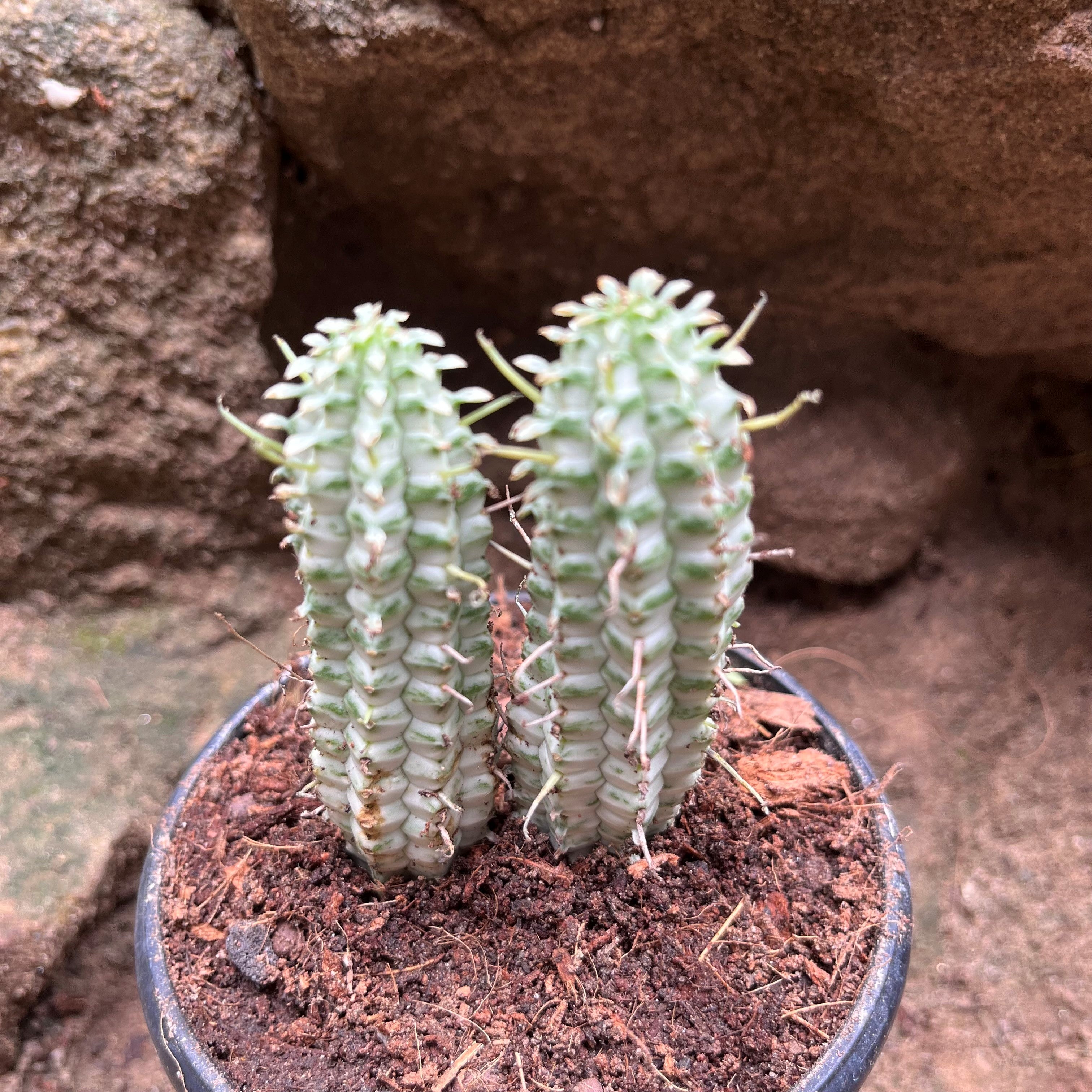 Euphorbia Mammillaria Variegated Spark Cactus Plant - myBageecha