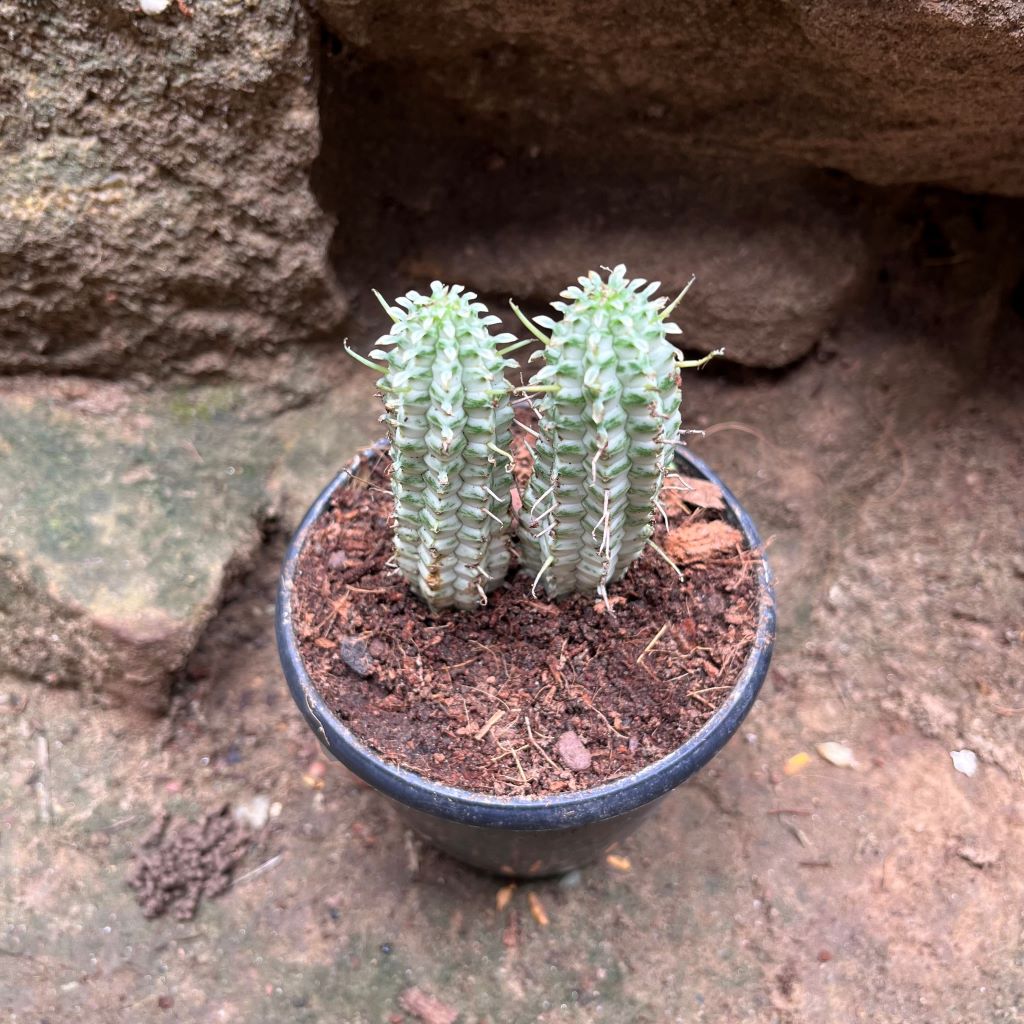 Euphorbia Mammillaria Variegated Spark Cactus Plant - myBageecha
