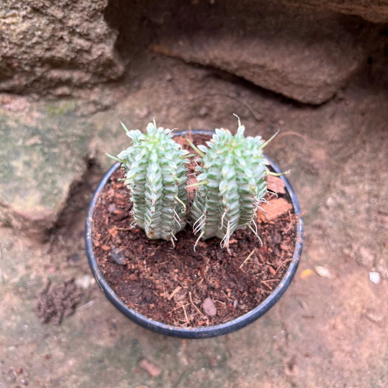 Euphorbia Mammillaria Variegated Spark Cactus Plant