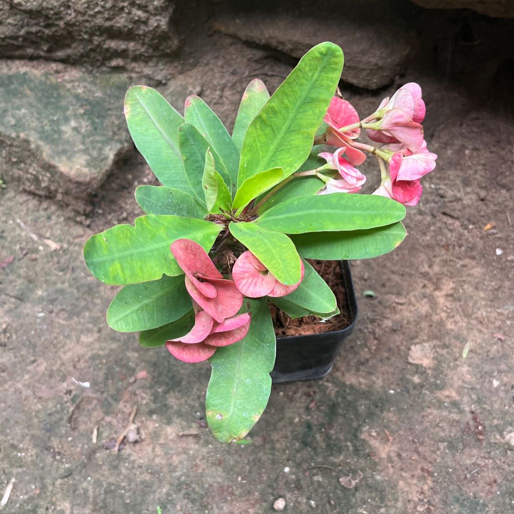 Euphorbia Millii Sonia Cactus Plant - myBageecha
