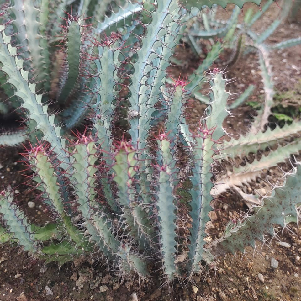 Euphorbia greenwayi Cactus Plant-myBageecha