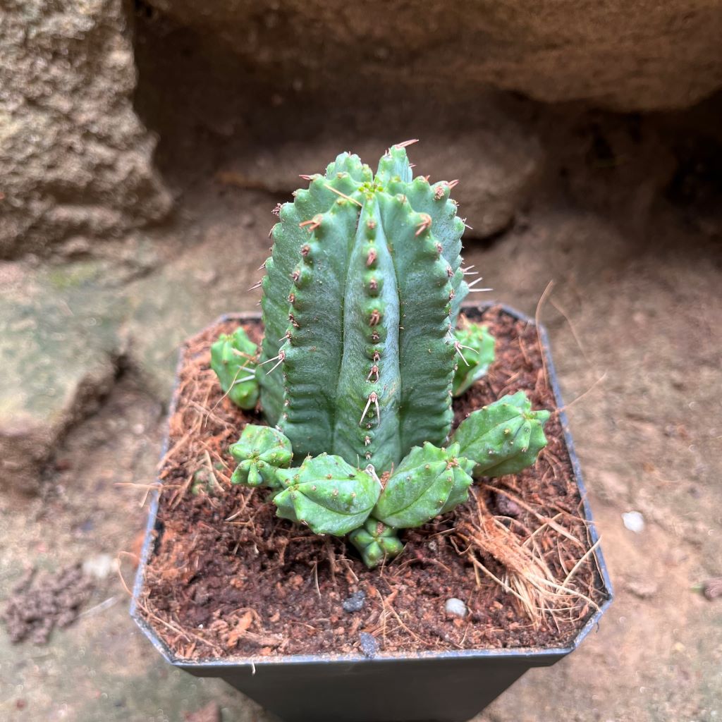 Euphorbia Anoplia Cactus Plant - myBageecha