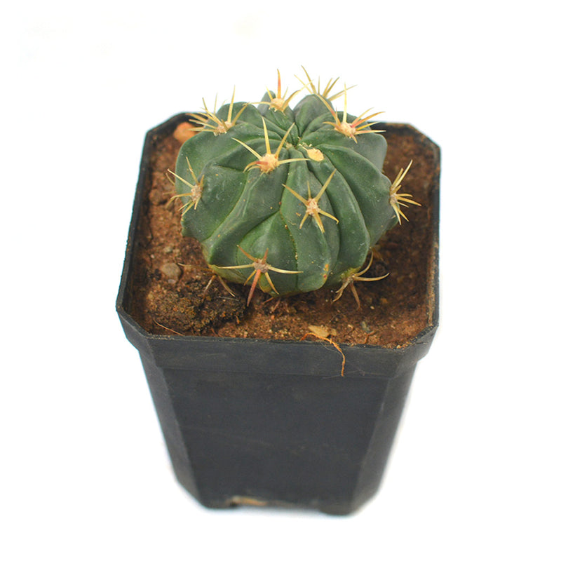 Ferocactus Latispinus Var. Latispinus Cactus Plant