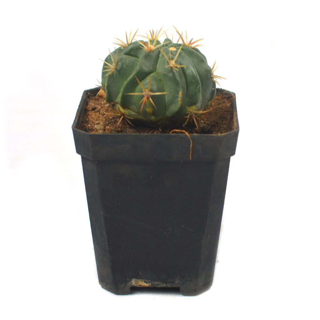 Ferocactus Latispinus Var. Latispinus Cactus Plant - myBageecha