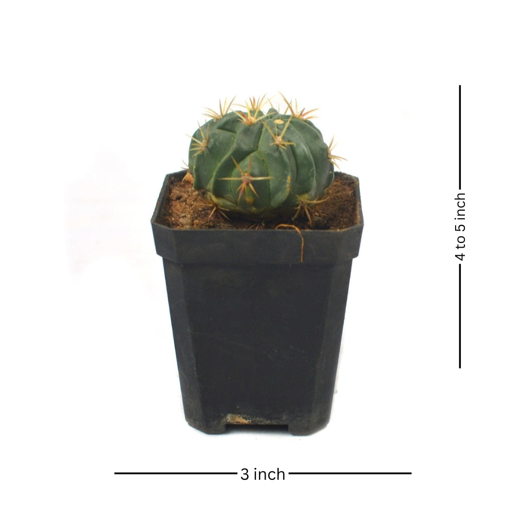 Ferocactus Latispinus Var. Latispinus Cactus Plant - myBageecha