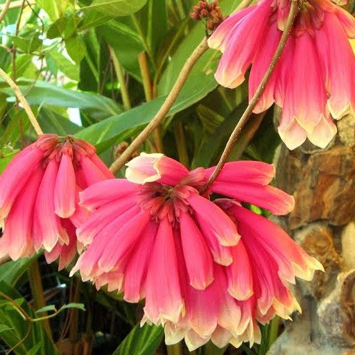 Fraser Island Creeper (Tecomanthe hillii)