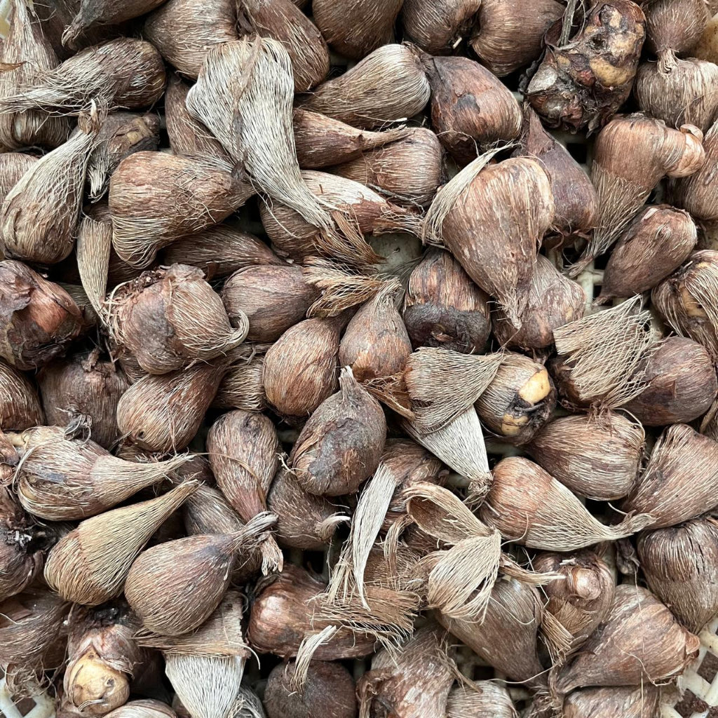 Freesia Blue Bayou Corms