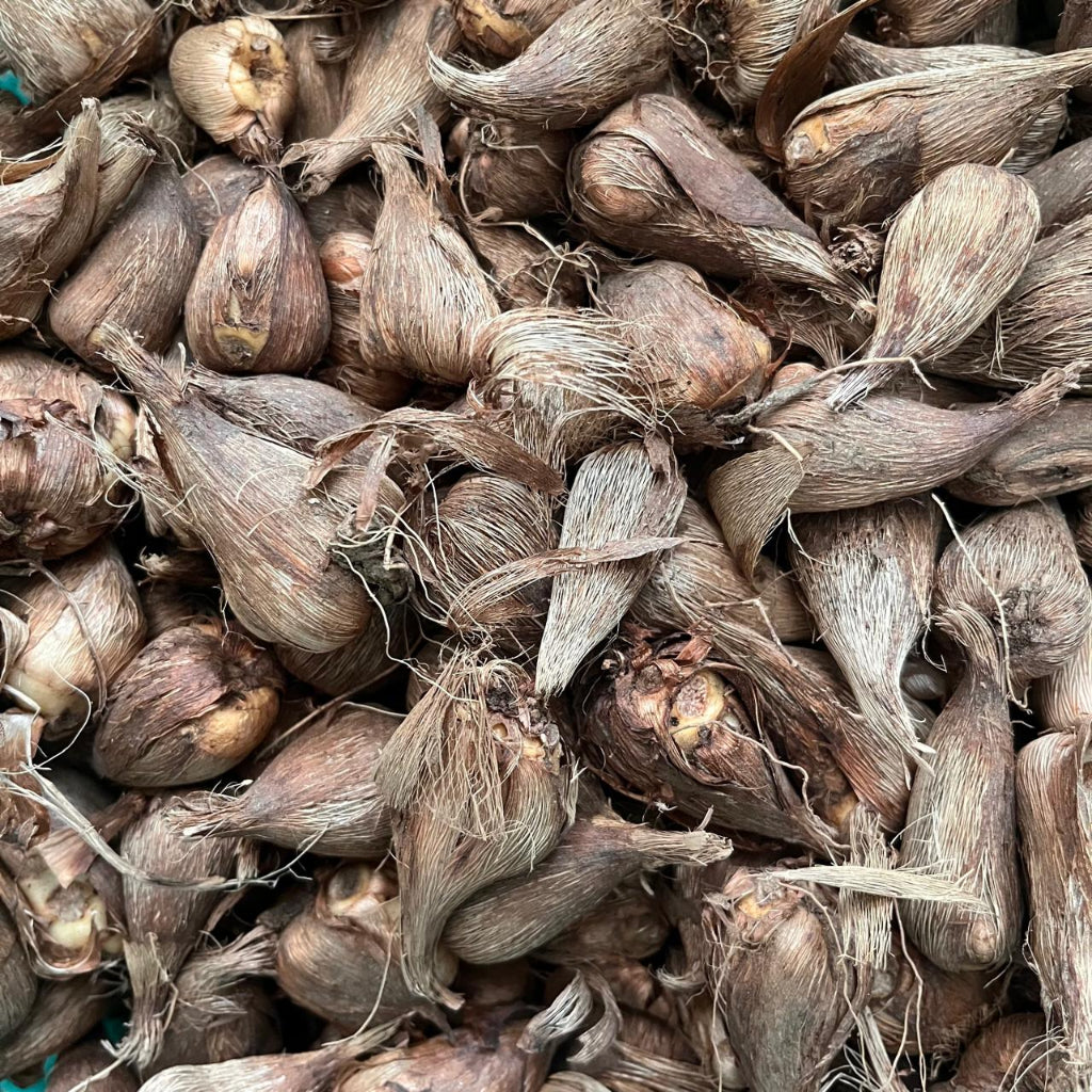 Freesia Holland Mix Corms - myBageecha