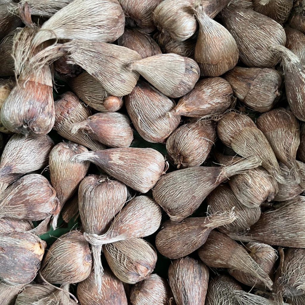 Freesia 'Purple Rain' Corms