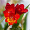 Freesia Red Beauty (Bulbs)