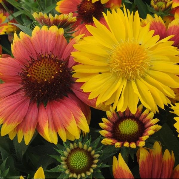 Gaillardia Mesa Mix Flower Seeds – vibrant blooms – myBageecha
