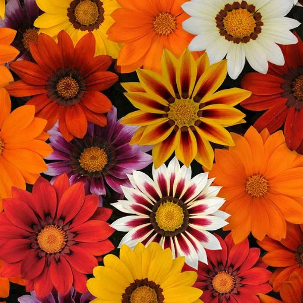 Gazania New Day Mix Flower Seeds