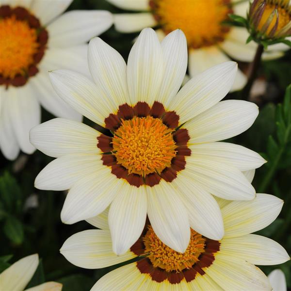 Gazania New Day White Flower Seeds – white blooms – myBageecha
