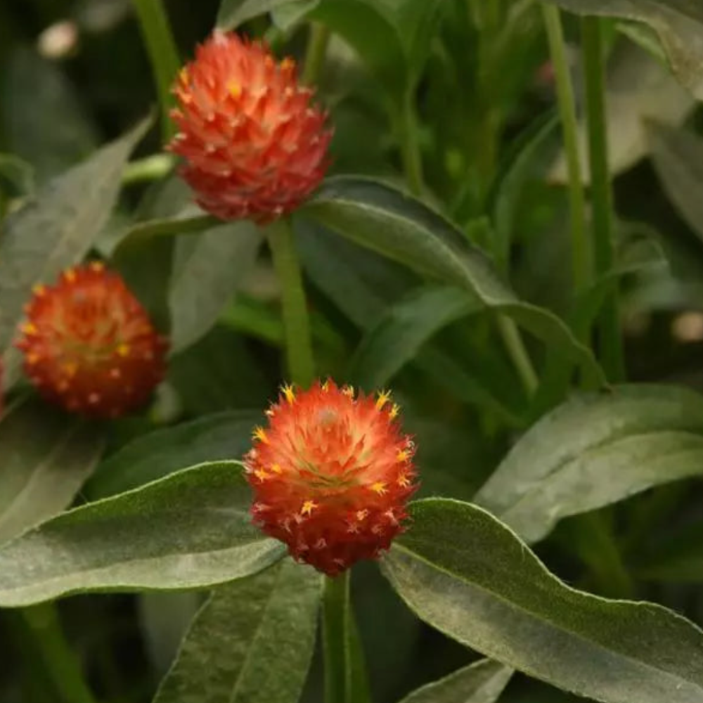 Gomphrena QIS Carmine Flower Seeds