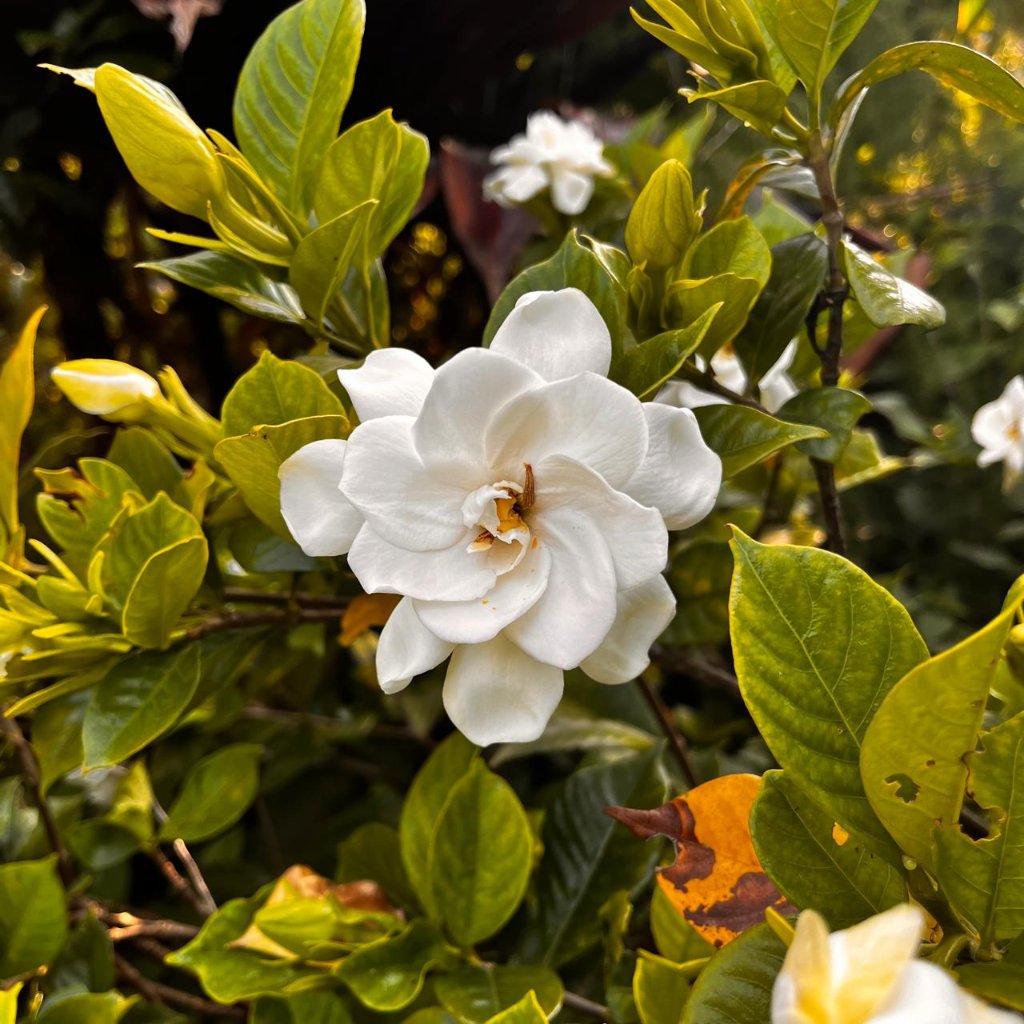 Gardenia Jasminoides-myBageecha