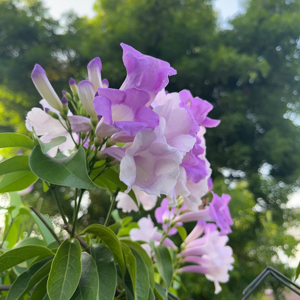 purple vine plant indoor Garlic Vine – Purple Winter Flowering Climber
