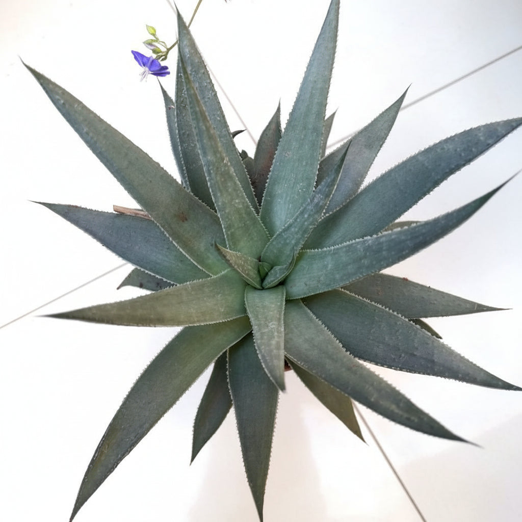 Gasteraloe 'Silver Swirls' Succulent Plant-myBageecha