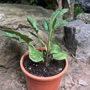Gerbera Terra Snooki Plant
