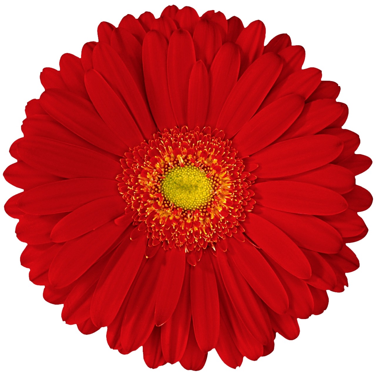 Gerbera Alcatraz Plant-myBageecha