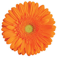 Gerbera Haimi Plant-myBageecha