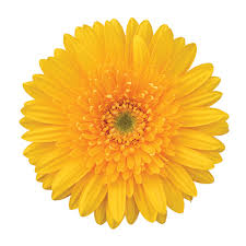 Gerbera Livia Plant-myBageecha